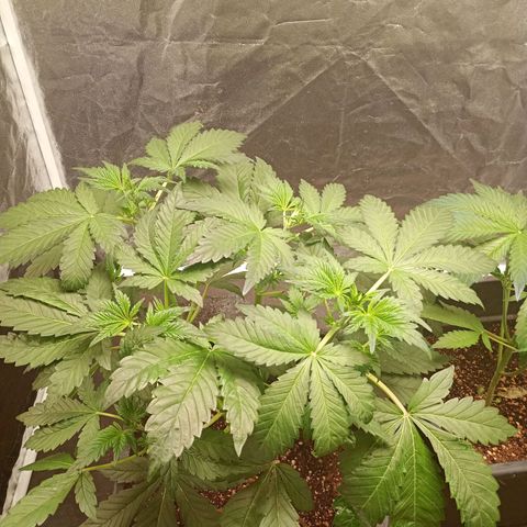 Banana Purple Punch Auto growlog timeline photo