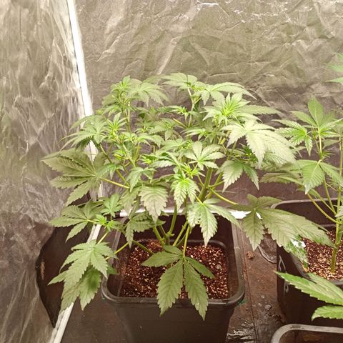 Banana Purple Punch Auto growlog timeline photo