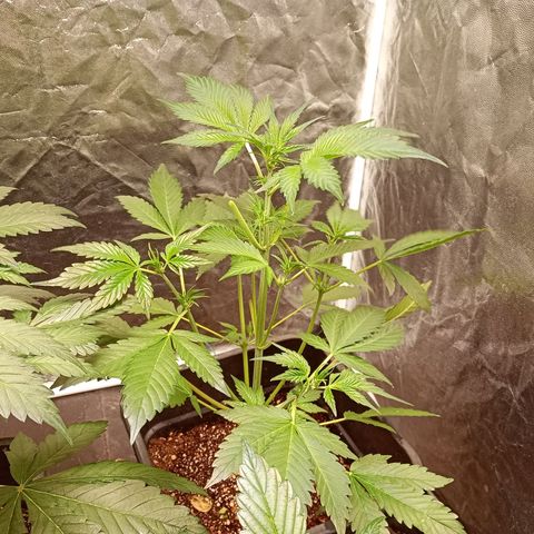 Frostbanger Auto - Fastbuds420 growlog timeline photo