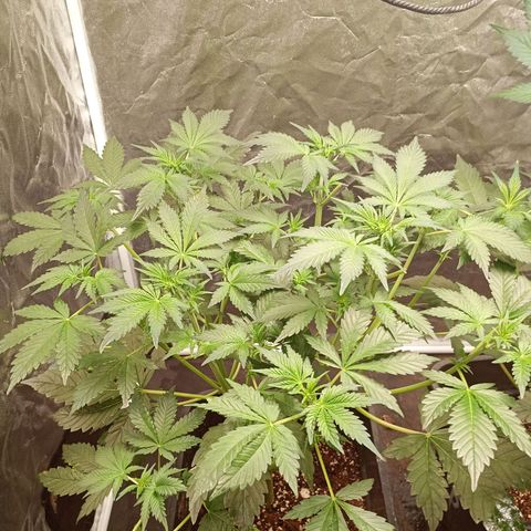 Banana Purple Punch Auto growlog timeline photo