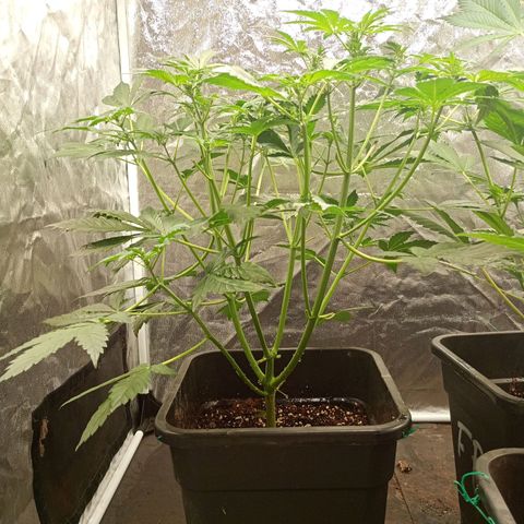 Banana Purple Punch Auto growlog timeline photo