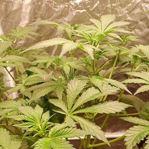 Banana Purple Punch Auto growlog timeline photo