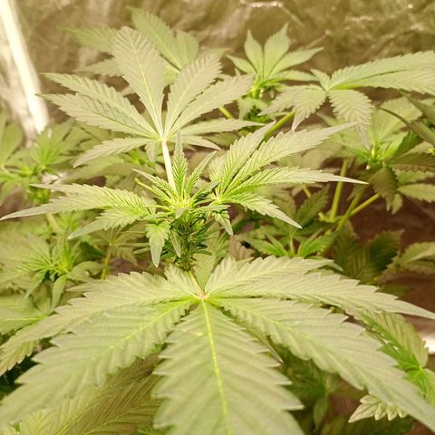 Banana Purple Punch Auto growlog timeline photo