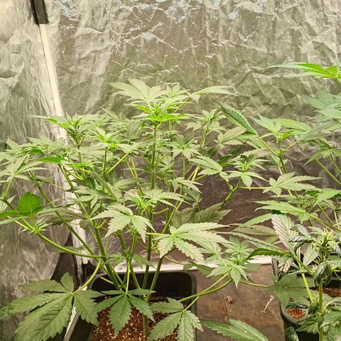 Banana Purple Punch Auto growlog timeline photo