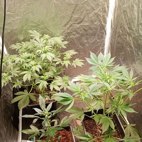Banana Purple Punch Auto growlog timeline photo
