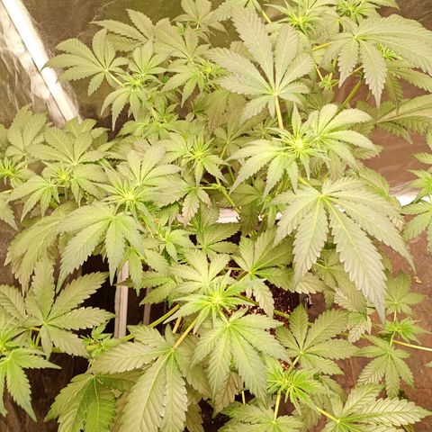 Banana Purple Punch Auto growlog timeline photo
