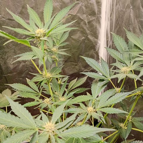 Frostbanger Auto - Fastbuds420 growlog timeline photo
