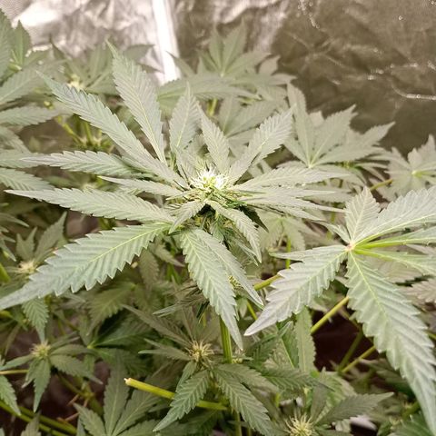 Banana Purple Punch Auto growlog timeline photo
