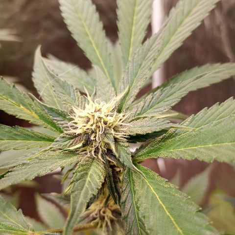 Banana Purple Punch Auto growlog timeline photo