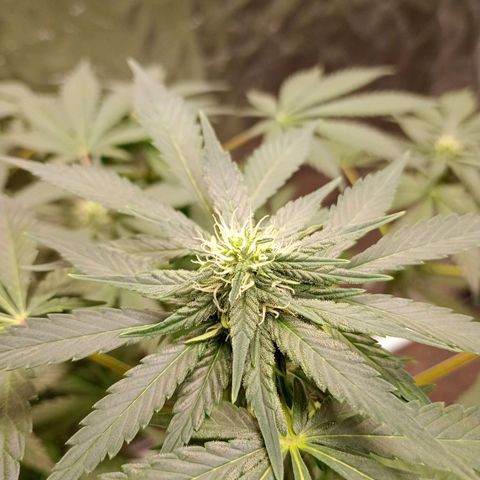 Frostbanger Auto - Fastbuds420 growlog timeline photo