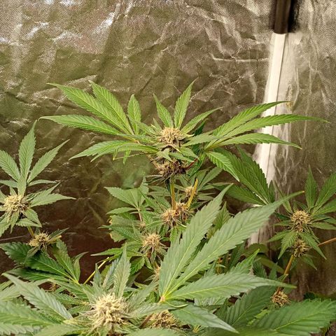 Banana Purple Punch Auto growlog timeline photo