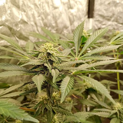 Frostbanger Auto - Fastbuds420 growlog timeline photo