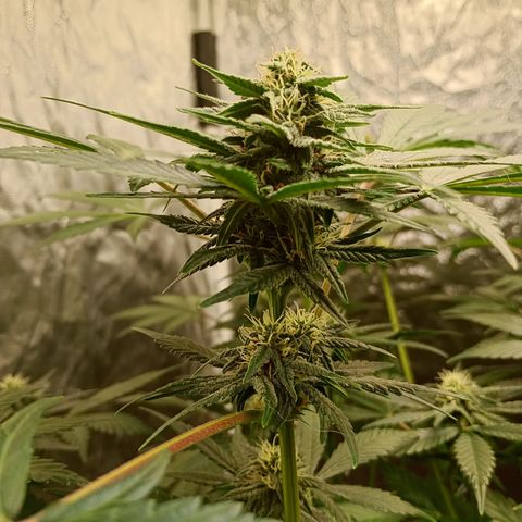 Frostbanger Auto - Fastbuds420 growlog timeline photo
