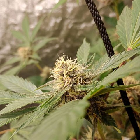 Banana Purple Punch Auto growlog timeline photo
