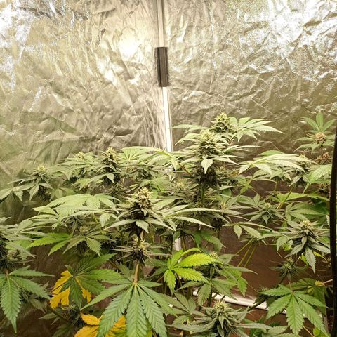 Frostbanger Auto - Fastbuds420 growlog timeline photo
