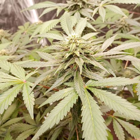 Frostbanger Auto - Fastbuds420 growlog timeline photo