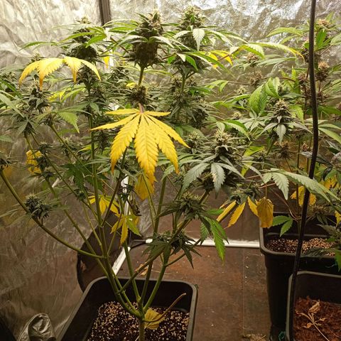 Frostbanger Auto - Fastbuds420 growlog photo: Nutrient lockout problem probably, flushed both plants