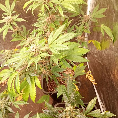 Banana Purple Punch Auto growlog timeline photo