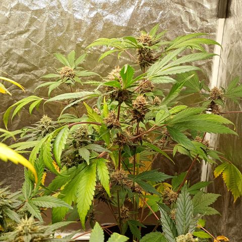 Banana Purple Punch Auto growlog timeline photo