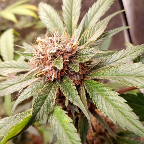 Banana Purple Punch Auto growlog timeline photo