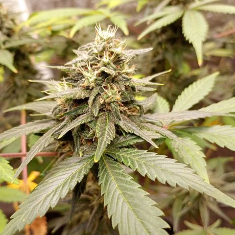 Frostbanger Auto - Fastbuds420 growlog timeline photo