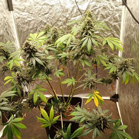Frostbanger Auto - Fastbuds420 growlog timeline photo