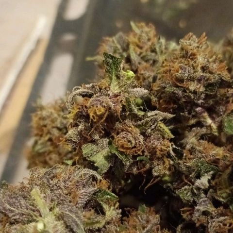 Banana Purple Punch Auto growlog photo: 38.4g dried