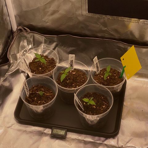 Sweet Cherry Kush  growlog photo: Joachim (Nr. 2) hat ganz starke Schwierigkeiten, wurzelt aber. Ansonsten alles ok. 