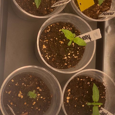 Sweet Cherry Kush  growlog photo: Joachim (Nr.2) hat immernoch Schwierigkeiten, wurzelt aber. Carlos (Nr.4) gestern umgeschmissen wurden, dürfte aber ok sein. 