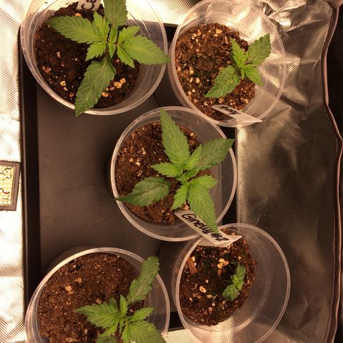 Sweet Cherry Kush  growlog photo: Nummer 4 nimmt wenig Wasser auf. Nummer 3 wurzelt wenig und die Flecken werden dunkler und schlimmer. Nummer 2 hat immernoch Verkrüpplungserscheinungen, Boulder jedoch alle Blätter aus.