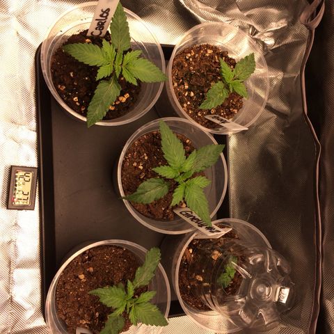 Sweet Cherry Kush  growlog timeline photo