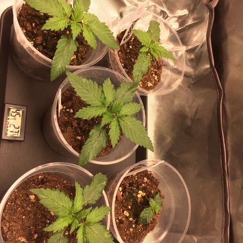Sweet Cherry Kush  growlog timeline photo