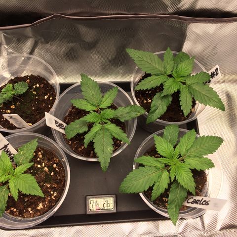 Sweet Cherry Kush  growlog photo: Alles super.