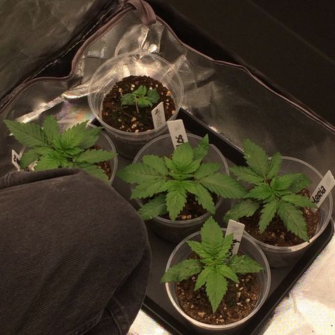Sweet Cherry Kush  growlog photo: Sind bereit zum umtopfen. 