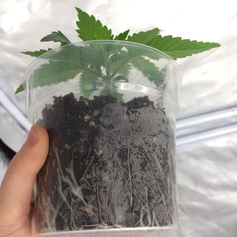 Sweet Cherry Kush  growlog photo: Sind bereit zum umtopfen. 