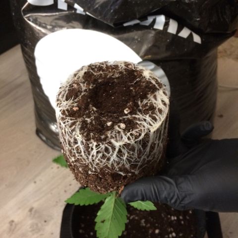 Sweet Cherry Kush  growlog photo: Haben umgetopft, mal gucken was wird.