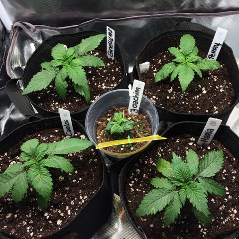 Sweet Cherry Kush  growlog photo: Haben umgetopft, mal gucken was wird.
