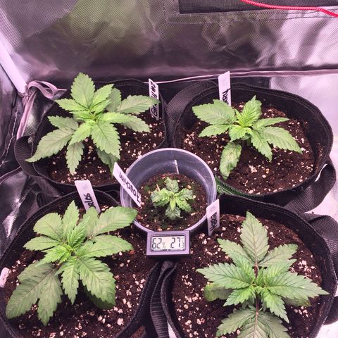 Sweet Cherry Kush  growlog photo: Sieht gut aus. 