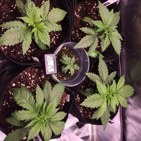 Sweet Cherry Kush  growlog timeline photo