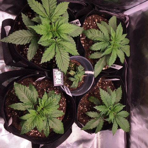 Sweet Cherry Kush  growlog timeline photo