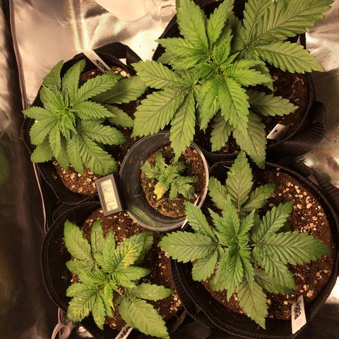 Sweet Cherry Kush  growlog photo: Nr. 3 hat möglicherweise Kalziummangel, ansonsten alles i.O.