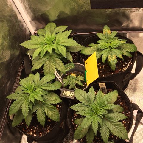 Sweet Cherry Kush  growlog timeline photo