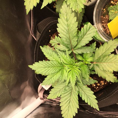 Sweet Cherry Kush  growlog photo: Unser Ventilator ist auf Nummer 5 gefallen. Ein Hauptblatt ist abgebrochen und eins hat eine Spitze verloren. Ein Seitentrieb wurde noch leicht verletzt. Zeigt noch keine Stress-Erscheinungen.