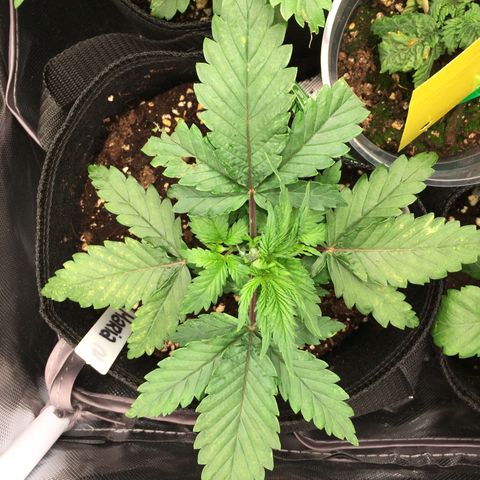 Sweet Cherry Kush  growlog photo: Haben das zweite obere Blatt entfernt.