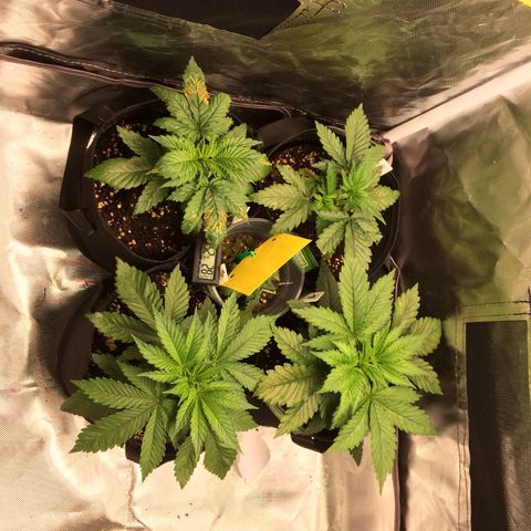 Sweet Cherry Kush  growlog timeline photo