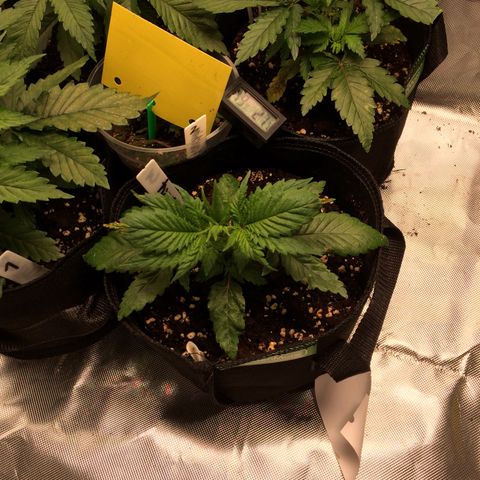 Sweet Cherry Kush  growlog photo: Haben bei Nummer 3 das obere Blattpaar entfernt, wegen Pilzverdacht.