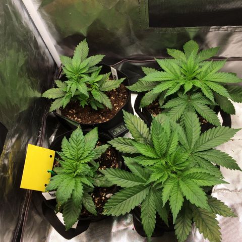 Sweet Cherry Kush  growlog photo: Haben bei Nummer 5 das beschädigte Blatt angeschnitten.