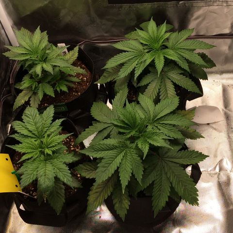 Sweet Cherry Kush  growlog timeline photo