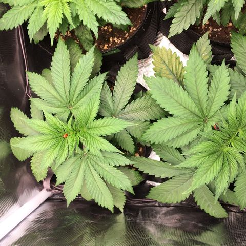 Sweet Cherry Kush  growlog photo: Haben 4 Marienkäfer auf den Pflanzen freigelassen.
Fangen schon an sich zu vermehren.