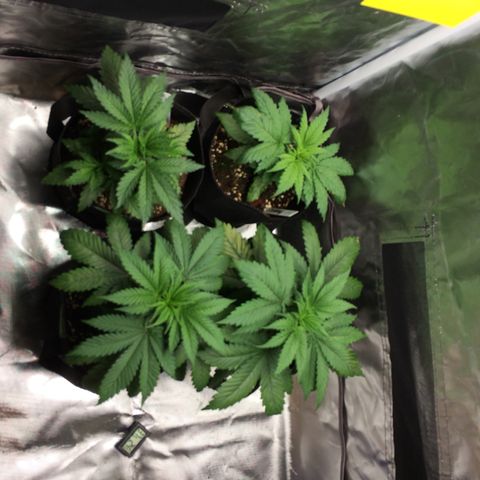 Sweet Cherry Kush  growlog timeline photo